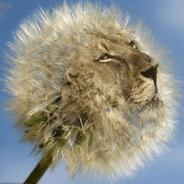 Dande Lion