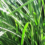 Осока луговая