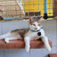 Felis Catus