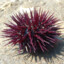 just_a_sea_urchin