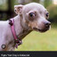 pet dogs or kill baby