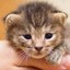 a tiny, helpless kitten.