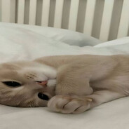 chybaka