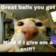 ballsniffer