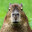 Capybara