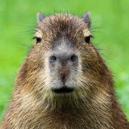 Capybara