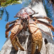 Coconut Crab