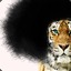 Afro Hentaiger