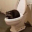 The Toilet Raccoon