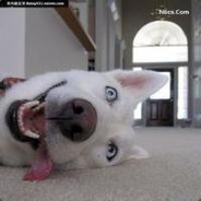 骑着跳蚤来回蹦