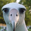 Albatrollz