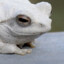 White frog