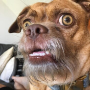 Meliya avatar