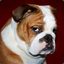 BuLdog