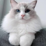 tantan