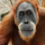 OrangUtanAli