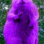 Фиолетовый бобер