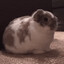 Evil Bunny