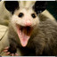 Swift Possum