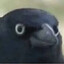DCrowOfJudgment_TTV