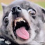GOODBOY