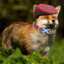 Scottish Fox