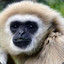 Gibbon