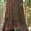 Sequoia