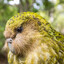 Kakapo