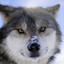 Wolfhound