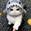 Shark