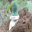 Dr. Plebeian