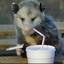 Running Opossum