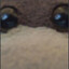 Botboieatcheese