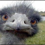 THE EMU's avatar