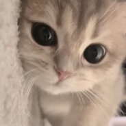 枯