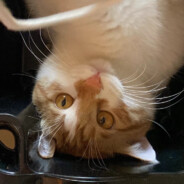 玛卡巴卡是只巨猪咪