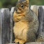 Squirviel
