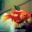 Apple Fish HD