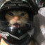 gato motoboy