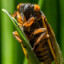 Cicada