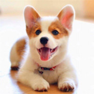 开门我系小弯鹅