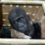 Harambe