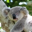 Koala feels sleepy