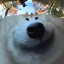 4D Hyperdog