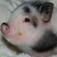 Дима Хускар