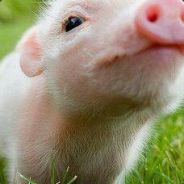 U6