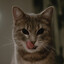 DRACULA TEPUSA FARA GLUTEN