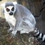 Lemur