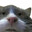 Meow Meow N***A